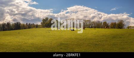 Bovini di manzo - mandria di mucche pascolano nel pascolo in paesaggio collinare, prato erboso in primo piano, alberi e foreste sullo sfondo, blu Foto Stock