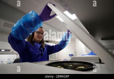 FRANCESCA Nice, PHD Research associate, prepara i campioni di sangue di pazienti con coronavirus per l'analisi nell'ambito dello studio TACTIC-R, presso il Blood Processing Lab dell'Istituto di Immunologia terapeutica e di malattie infettive di Cambridge. Foto Stock