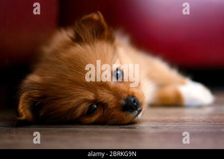 Cucciolo di Pomerania che si stesa sul pavimento guardando nella macchina fotografica Foto Stock