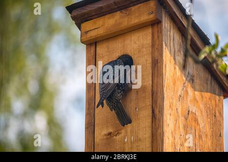 uccello su una casa di uccelli - starling nel foro di entrata di una casa di uccelli di legno Foto Stock