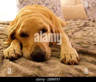 Sleepy, Lazy giallo Lab Foto Stock