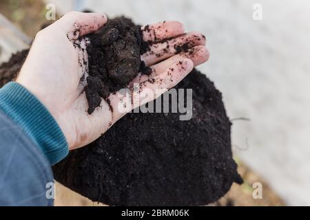 Spade con terreno in giardino. Il giardiniere prende una manciata di terra con la sua mano Foto Stock