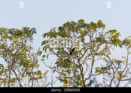 Chiglia Toucan fatturati in una struttura ad albero nel Parco Nazionale di Tortuguero in Costa Rica Foto Stock