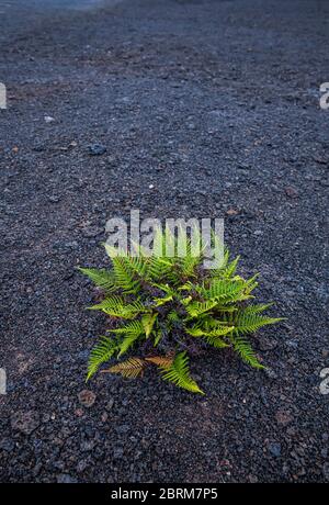 Una pianta di felce che cresce sul pavimento di lava del cratere Kilauea Iki nel Parco Nazionale dei Vulcani delle Hawaii, Hawai'i, Hawaii, USA. Foto Stock