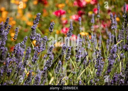 purple sprigs lavanda che crescono con rosso luminoso e arancio fiorito sfondo in luce solare brillante Foto Stock