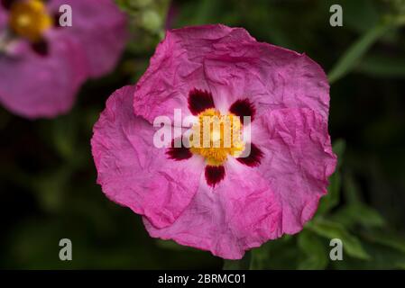 Cistus × purpureus. Un primo piano di una rosa di roccia a fiore viola. Foto Stock