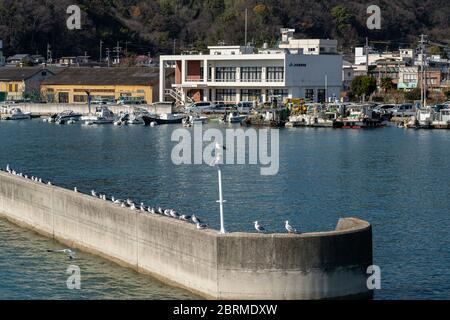 Gabbiani in fila si trovano sul mare di Tadanoumi Port, la città di Takehara. Prefettura di Hiroshima, Giappone Foto Stock