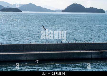 Gabbiani in fila si trovano sulla frangiflutti del porto Foto Stock