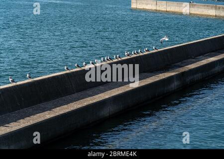 Gabbiani in fila si trovano sulla frangiflutti del porto Foto Stock