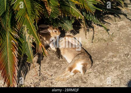 Simpatici conigli selvatici su Okunoshima (Isola di coniglio). Numerosi conigli ferali che vagano per l'isola, sono piuttosto zoppicanti e si avvicinano agli esseri umani. Hiroshi Foto Stock