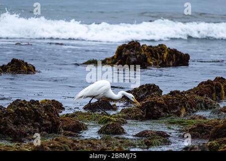 grande garzetto bianco che si trova nelle piscine di marea sulla riva del mare la mattina presto Foto Stock