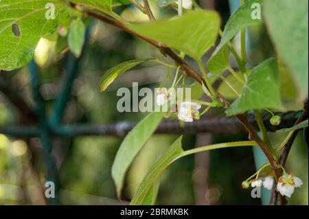 Actinidia arguta il fiore duro del kiwi Foto Stock