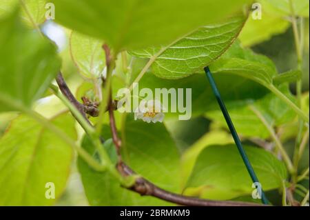 Actinidia arguta il fiore duro del kiwi Foto Stock
