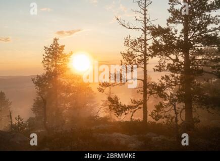 Il sole morbido splende attraverso la foresta di pini di montagna scandinava molto foggosa, giorno d'estate dorato con nebbia pesante in montagna, Svezia del Nord Foto Stock