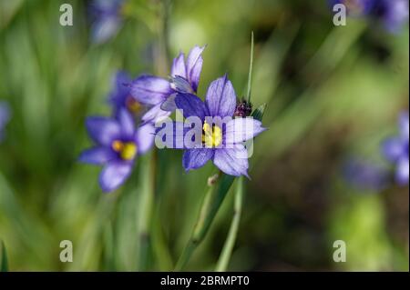 Sisyrinchium angustifolium comunemente noto come erba a foglia stretta dagli occhi blu Foto Stock