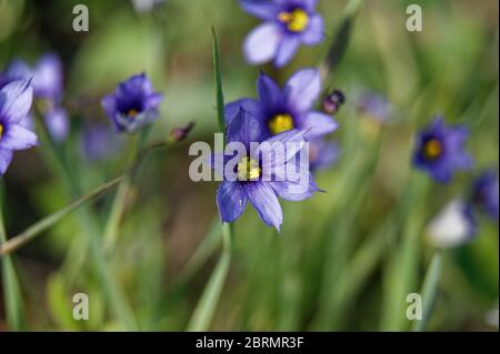 Sisyrinchium angustifolium comunemente noto come erba a foglia stretta dagli occhi blu Foto Stock