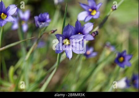 Sisyrinchium angustifolium comunemente noto come erba a foglia stretta dagli occhi blu Foto Stock