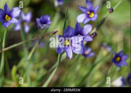 Sisyrinchium angustifolium comunemente noto come erba a foglia stretta dagli occhi blu Foto Stock