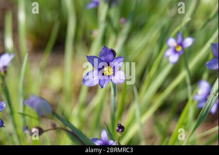 Sisyrinchium angustifolium comunemente noto come erba a foglia stretta dagli occhi blu Foto Stock