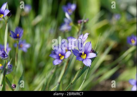 Sisyrinchium angustifolium comunemente noto come erba a foglia stretta dagli occhi blu Foto Stock