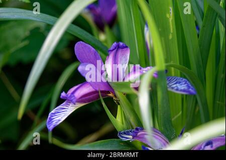 Iris graminacea di erba lievitata Foto Stock