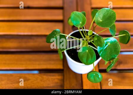 Pilea Peperomioides, conosciuta come Pilea o la centrale cinese. Piante verdi di casa nel piatto. Concetto di giungla urbana, piante crescenti a casa Foto Stock