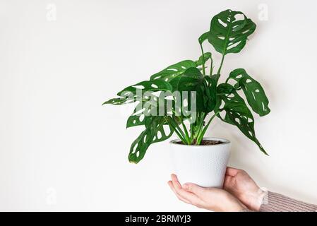 Mano che tiene la pianta della maschera di scimmia di monstera (Monstera Obliqua o Monstera adansonii) in vaso di fiori su sfondo bianco. Concetto di piante crescenti a casa Foto Stock