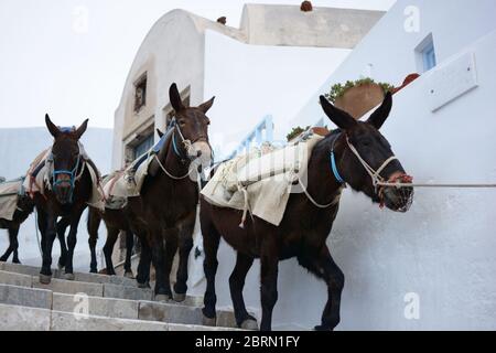 Asini che trasportano merci nel villaggio di Oia sull'isola di Santorini, Grecia. Vista dei mulini che trasportano il carico con la sella del pacco sulle scale Foto Stock