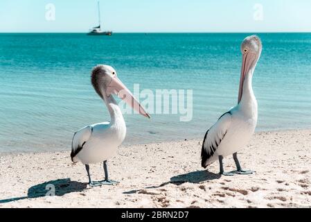 Pellicano australiano selvaggio che si erge sulla riva di una spiaggia sabbiosa con acque turchesi dell'Oceano Indiano. Monkey mia, Washington Foto Stock