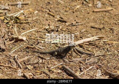 fence lucertola crogiolarsi al sole su sporcizia disseminata di bastoni in pieno soleggiato 9ght Foto Stock