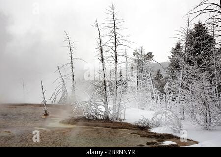 WY04586-00...WYOMING - vapore dalle piscine superiori di Canary Spring che ricoprono gli alberi vicini con gelo alle sorgenti termali di Mammoth nel parco nazionale di Yellowstone Foto Stock