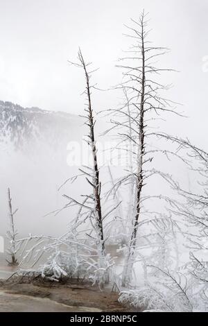 WYOMING - vapore dalle piscine superiori di Canary Spring creando una nebbia e rivestendo gli alberi vicini con gelo alle sorgenti termali di Mammoth nel parco nazionale di Yellowstone Foto Stock
