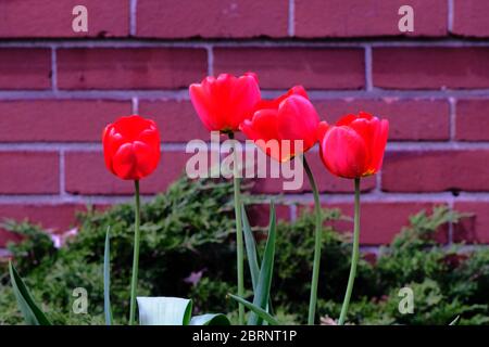 Splendidi tulipani rossi luminosi contro mattoni rossi in un giardino Glebe locale in un bel pomeriggio di primavera soleggiata a Ottawa, Ontario, Canada. Foto Stock