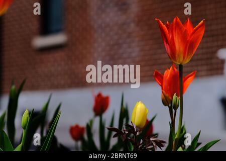 Splendidi tulipani rossi aranciati evidenziati su uno sfondo di mattoni in un giardino Glebe locale in un delizioso pomeriggio di primavera a Ottawa, Ontario, Canada. Foto Stock