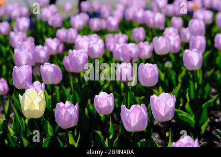 Tulip bed 2 (Ivory Floradale & Pink Impression cultivar) al COVID-19 annullato Canadian Tulip Festival 2020, Ottawa, Ontario, Canada. Foto Stock