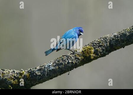 Indaco Bunting in cortile di volo e perching Foto Stock