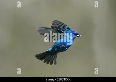 Indaco Bunting in cortile di volo e perching Foto Stock