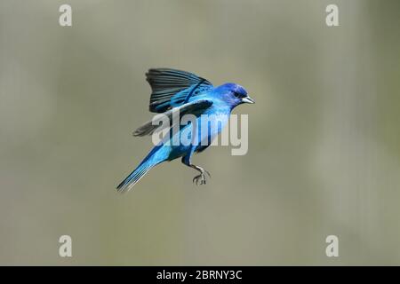 Indaco Bunting in cortile di volo e perching Foto Stock