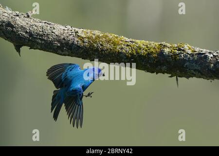 Indaco Bunting in cortile di volo e perching Foto Stock