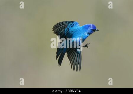 Indaco Bunting in cortile di volo e perching Foto Stock