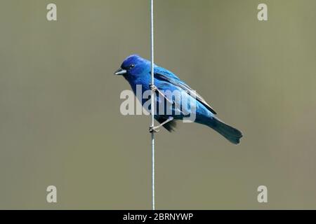 Indaco Bunting in cortile di volo e perching Foto Stock