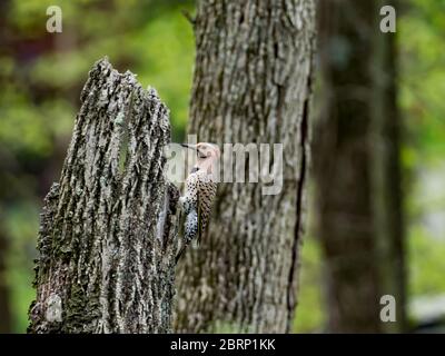 Flicker settentrionale, Colaptes auratus, un picchio comune in Nord America Foto Stock