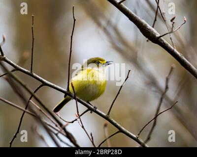 vireo dagli occhi bianchi, Vireo griseus, in habitat spazzatura presso il Wilderness Center, Wilmot, Ohio Foto Stock