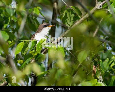 Cucù giallo-fatturato, Coccyzus americanus, un migrante neotropico nidificazione nella foresta del Nord America Foto Stock