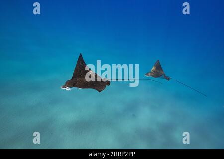 Raggi di aquila bianchi del Pacifico o raggio di aquila del Pacifico, Aetobatus laticeps, corteggiamento, femmina (sinistra) seguito da maschio più piccolo, Black Rock, Maui, Hawaii Foto Stock