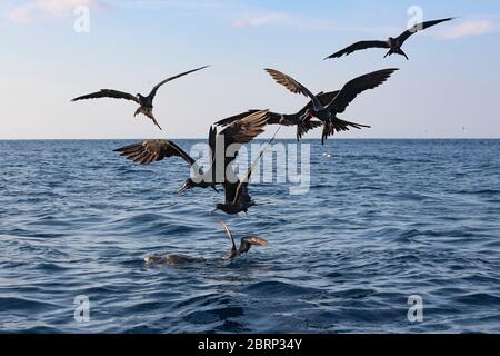 Uccelli marini si riuniscono intorno ad una tartaruga di ridley che galleggia in superficie e cercano di raccogliere il pesce che si nasconde sotto di essa, Costa Rica ( Oceano Pacifico ) Foto Stock