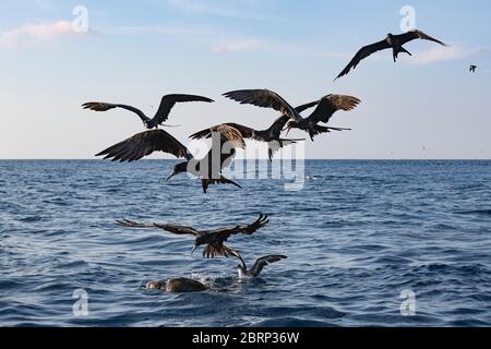 Uccelli marini si riuniscono intorno ad una tartaruga di ridley che galleggia in superficie e cercano di raccogliere il pesce che si nasconde sotto di essa, Costa Rica ( Oceano Pacifico ) Foto Stock