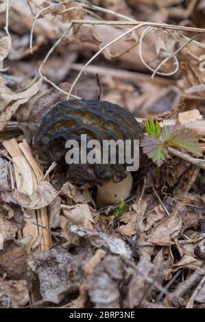 Funghi porcini commestibili su pavimento di bosco per foraggio di cibo selvatico Foto Stock