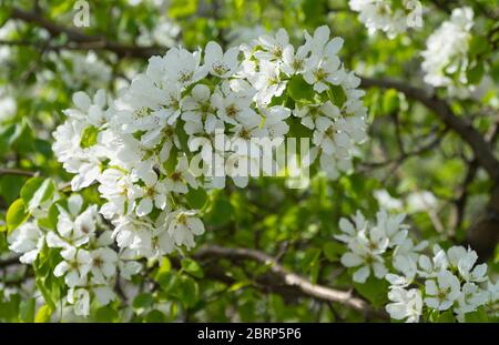 Rami di Apple ricoperti di fiori bianchi in primavera. Bella appletree in fiore. Foto Stock