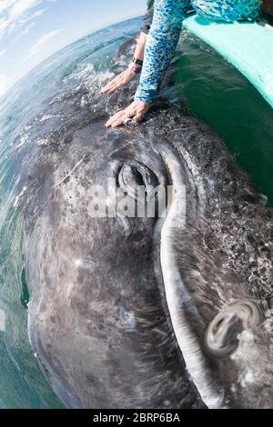 Amichevole vitello grigio balena, Eschrichtius robusta, superfici vicino a una barca di avvistamento delle balene, San Ignacio Laguna, El Vizcaino Riserva, Baja, Messico Foto Stock